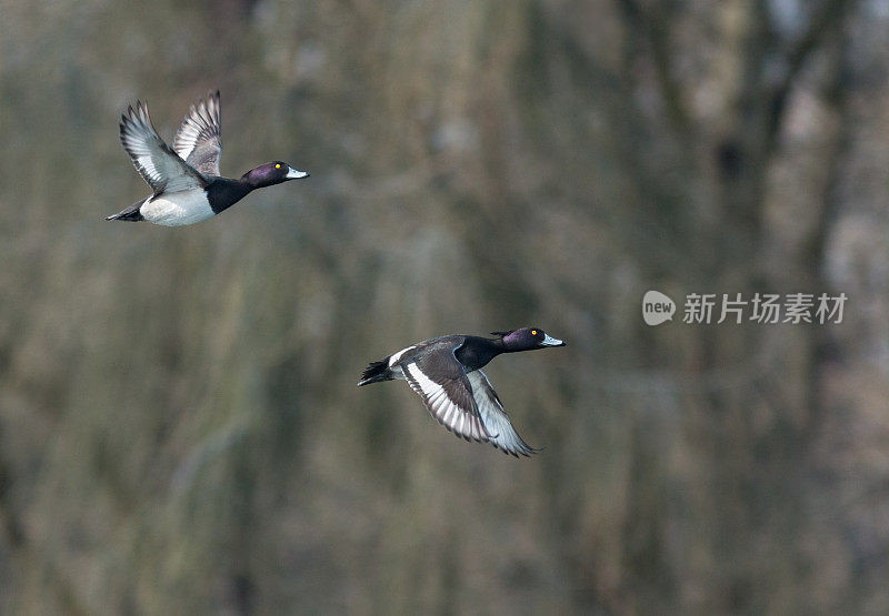 飞绒鸭(Aythya fuligula)